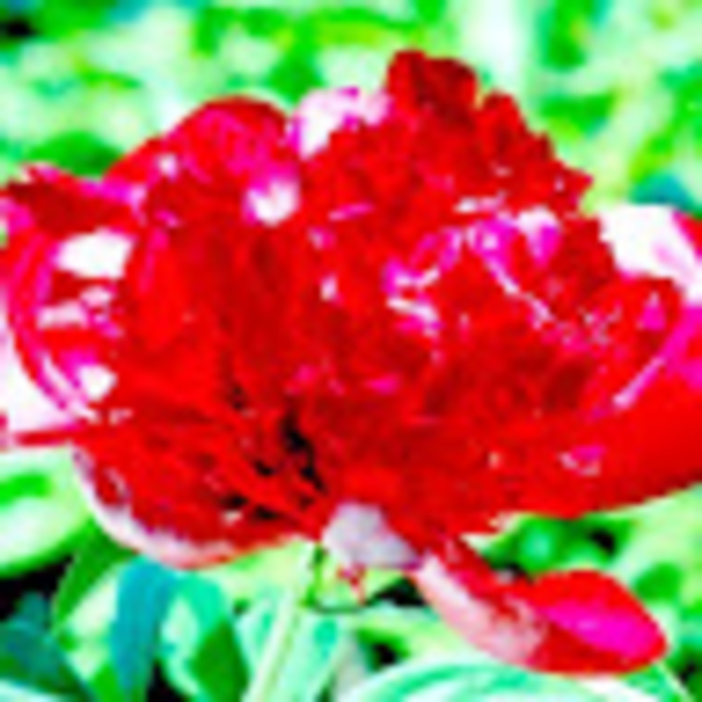 Meet your Posher, Kristina